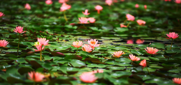 Chenshan listed as national base for nature education