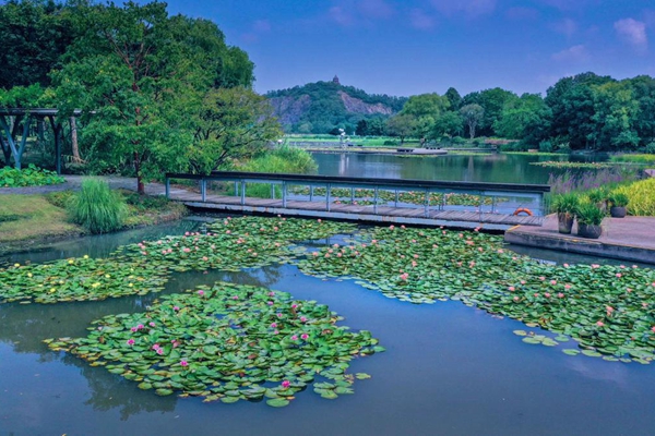 Take a one-day trip to Sheshan resort in early autumn