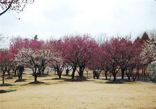 Plum blossoms in winter