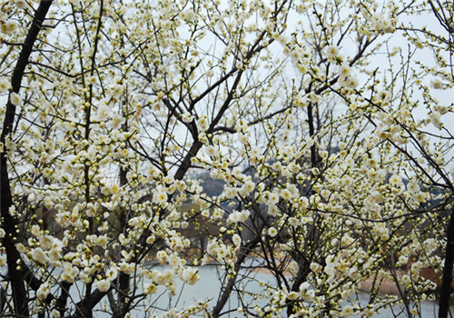 Plum blossoms in winter