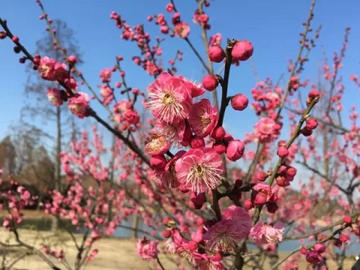 Plum blossoms come into full bloom