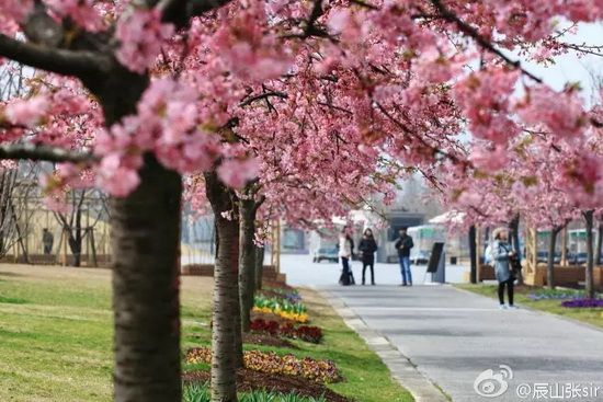 Walk along Shanghai’s top cherry boulevard