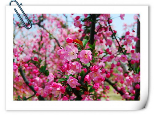 Abloom April paints a polychrome garden