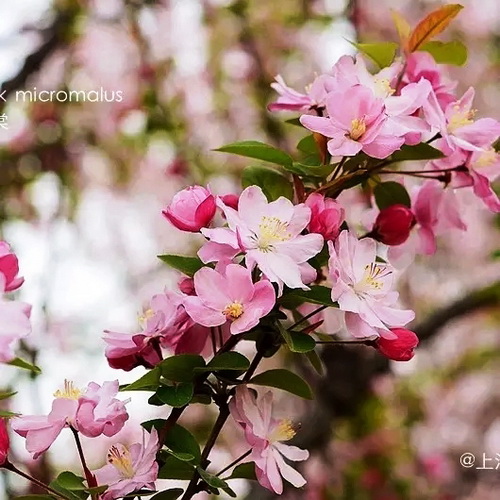 Abloom April paints a polychrome garden