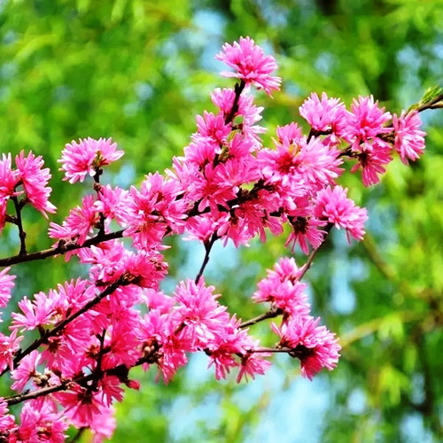 Abloom April paints a polychrome garden
