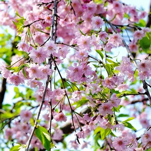 Abloom April paints a polychrome garden