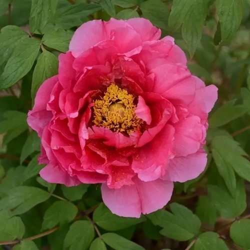 Abloom April paints a polychrome garden