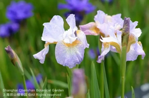 Pin-worthy pictures of May flowers native to overseas land