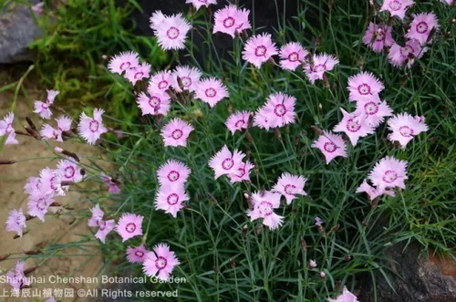 Pin-worthy pictures of May flowers native to overseas land