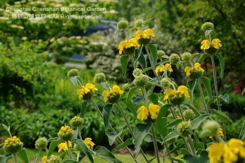 Pin-worthy pictures of May flowers native to overseas land