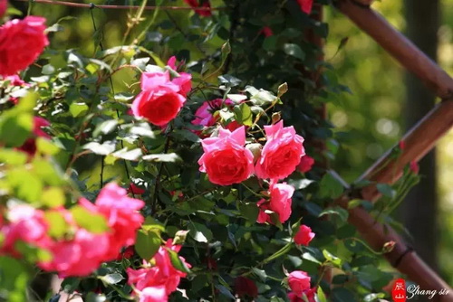 Floral note to get about vibrant colors in season