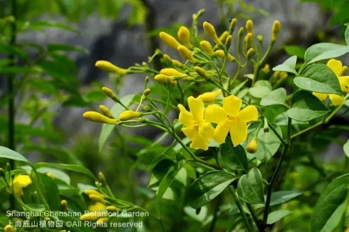 Floral note to get about vibrant colors in season