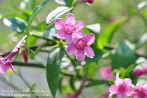 Floral note to get about vibrant colors in season