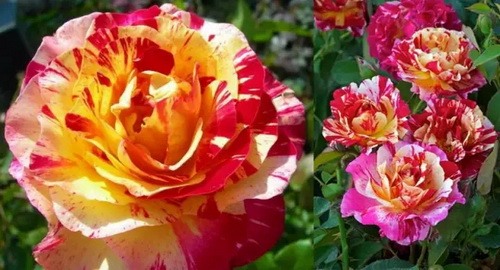 Queen of flowers: unique rose cultivars and cult classics