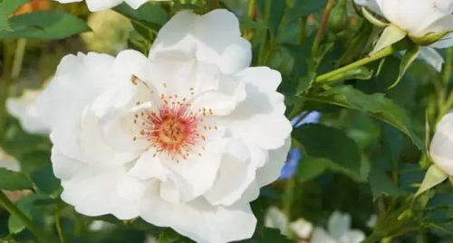 Queen of flowers: unique rose cultivars and cult classics