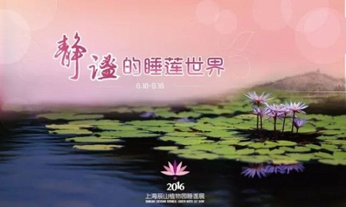 Water lily exhibition offers oasis of calm in Sheshan