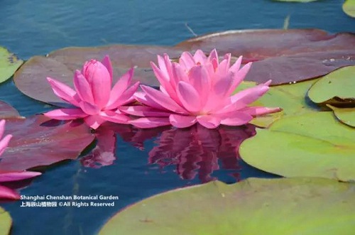 Water lily exhibition offers oasis of calm in Sheshan