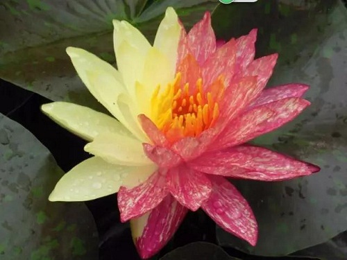 Water lily exhibition offers oasis of calm in Sheshan
