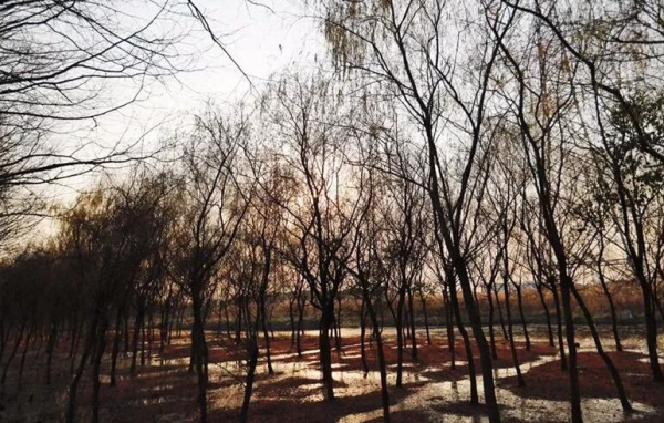Guangfulin Country Park opens to public