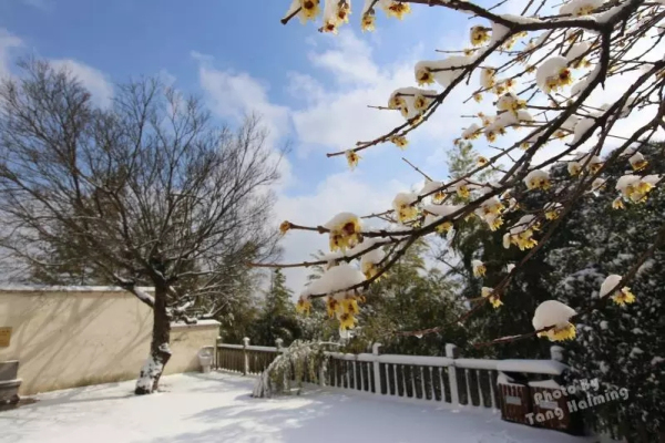 Savor snowy fairyland in Sheshan