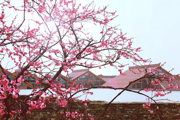 Sheshan in bloom: A sea of flowers in spring
