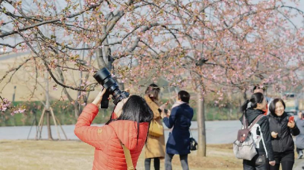 Sheshan cherry boulevard: a dreamlike pink world
