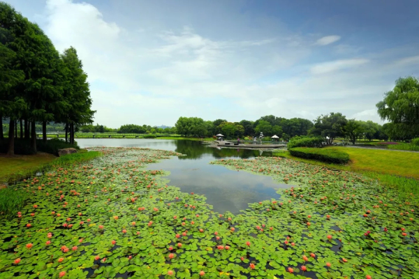 Cheshan to host water lily exhibition