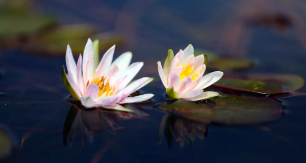 Cheshan to host water lily exhibition