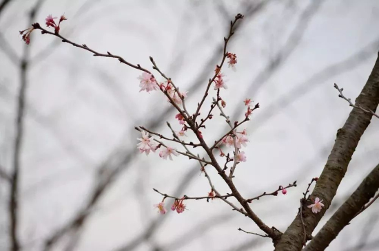 Cherry Blossoms bring spring to Sheshan