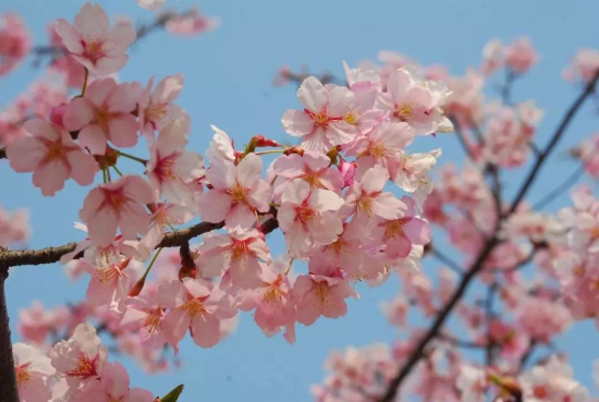 Early cherry blossoms dazzle Sheshan
