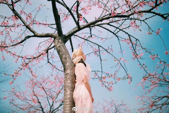 Early cherry blossoms dazzle Sheshan