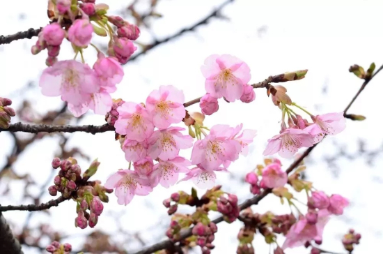 Cherry blossoms in full bloom at Chenshan Botanical Garden
