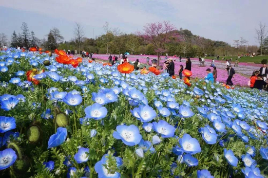 'Baby blue eyes' seen at Chenshan Botanical Garden