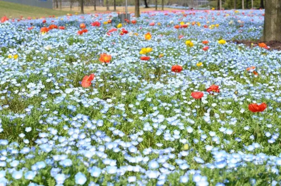 'Baby blue eyes' seen at Chenshan Botanical Garden