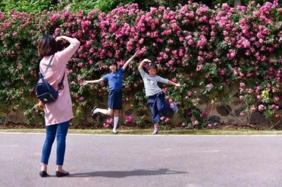 Spectacular roses wall amazes visitors in Sheshan