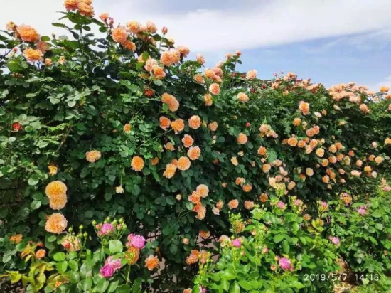 Spectacular roses wall amazes visitors in Sheshan
