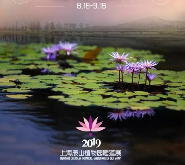 Chenshan to exhibit the most beautiful water lilies