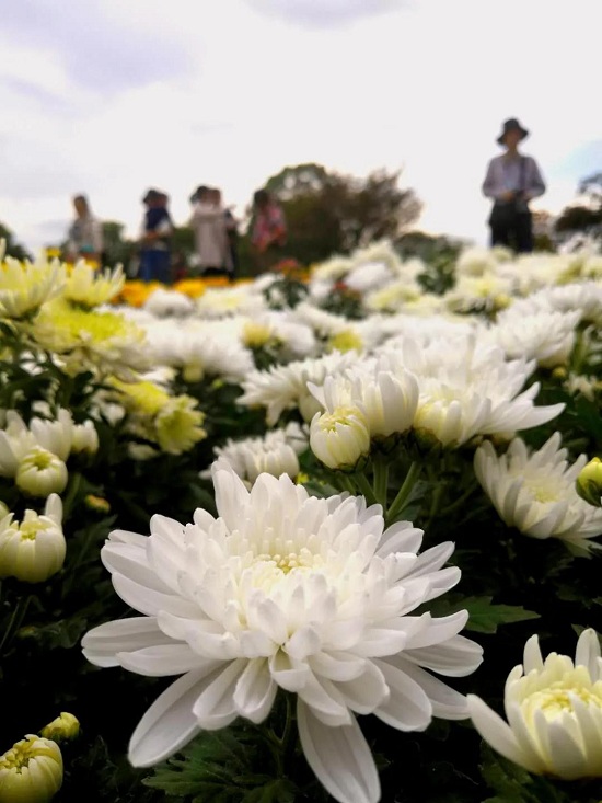 Enjoy colorful chrysanthemums at Shanghai Yuehu Sculpture Park