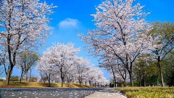 In pics: Chenshan Botanical Garden in four seasons