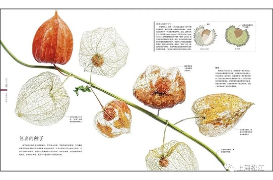 Flora: Inside the Secret World of Plants published in Chinese