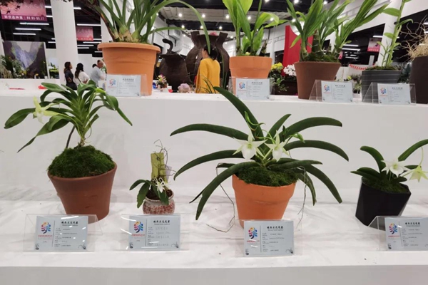 Chenshan plants shine at China Flower Expo
