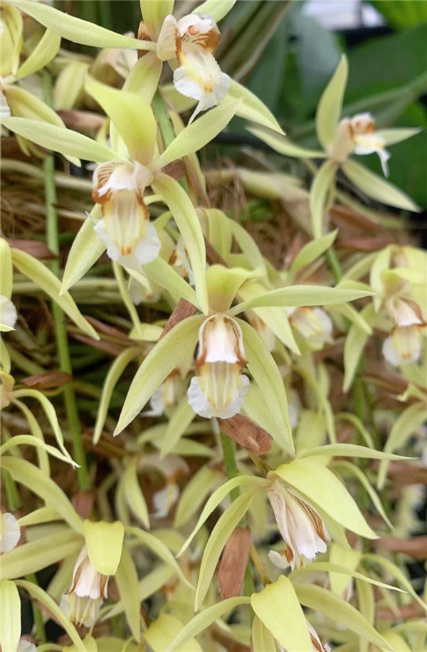 Rare orchid in full bloom at Chenshan Botanical Garden