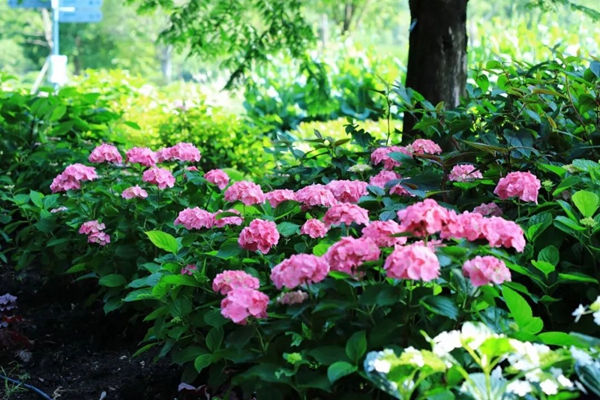 Hydrangeas in full bloom at Shanghai Chenshan Botanical Garden