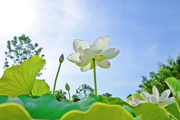 Lotus flowers in full bloom at Shanghai Chenshan Botanical Garden