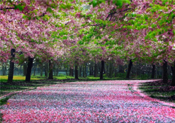 Explore Sheshan during the spring