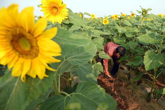 Sunflowers lead farmers to wealth