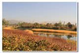 Datong becoming a veritable paradise for wildlife