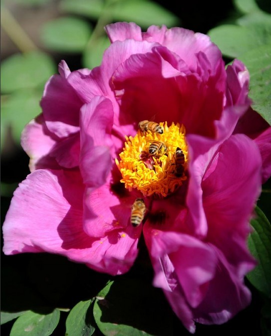 Taiyuan's Ming Dynasty peonies in full bloom