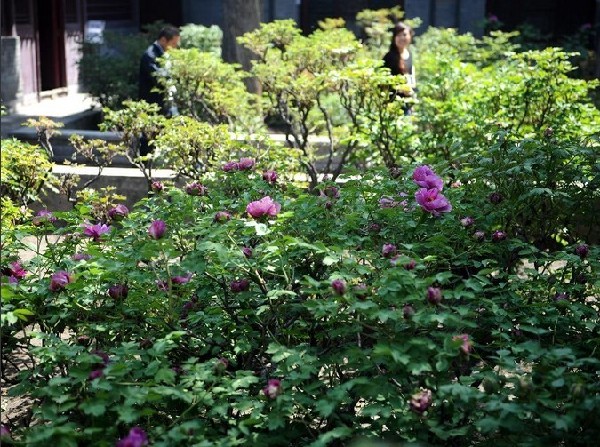 Taiyuan's Ming Dynasty peonies in full bloom