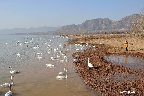 Swans fly to wetland of Yellow River in N China
